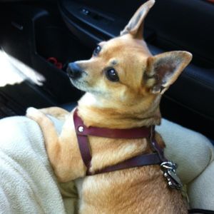 Meet your Posher, Hydee